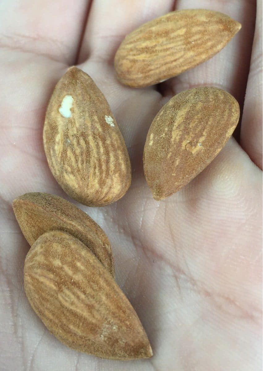 Leclerc Amandes bio leclerc packshot