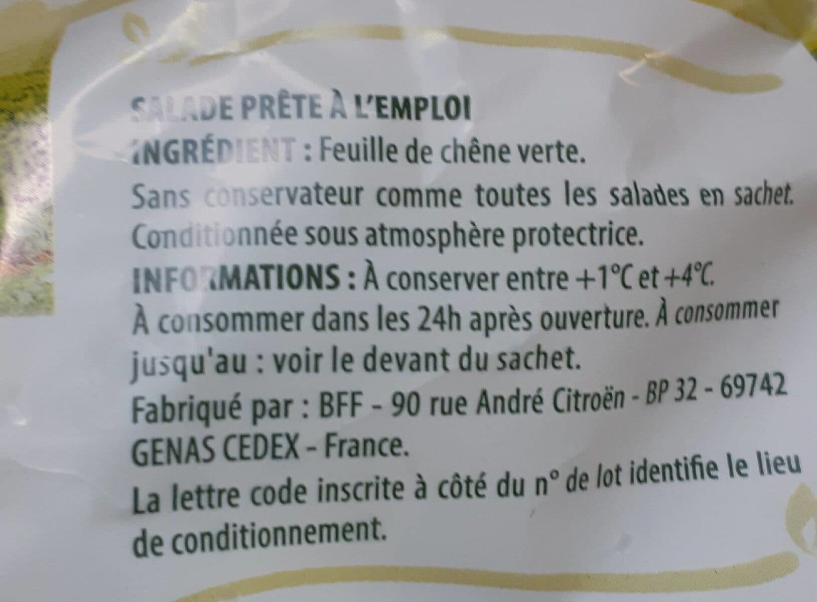 Saint eloi Feuille de chêne verte packshot