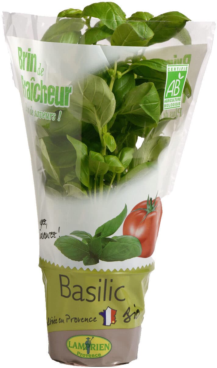 Lamprien Provence Basilic en pot packshot