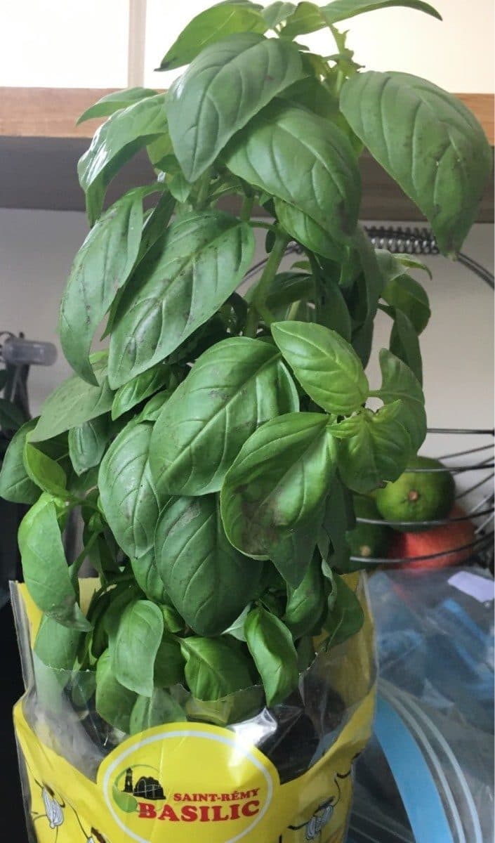 Open Food Facts Basilic packshot