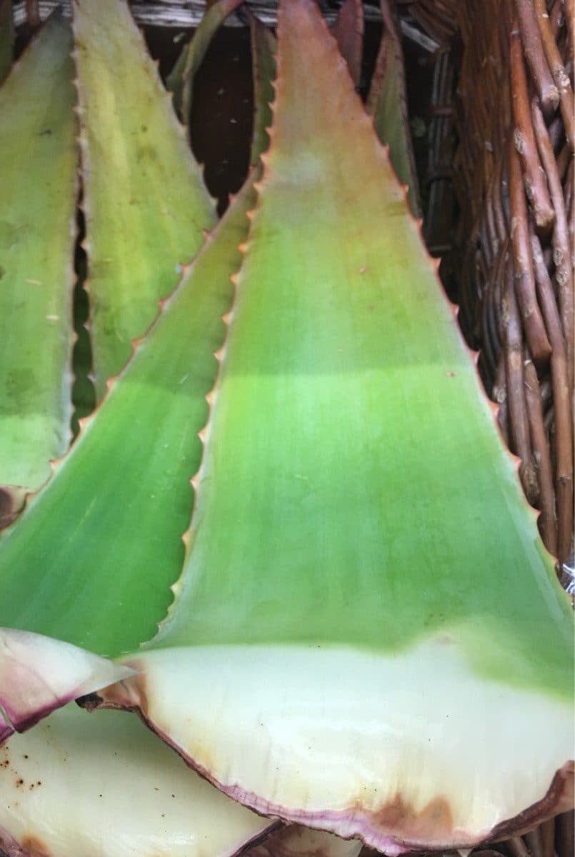 Les Paysans Bio Aloe Vera bio packshot